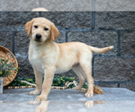 Puppy Lady Labrador Retriever