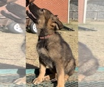 Small Photo #2 German Shepherd Dog Puppy For Sale in MIDWEST CITY, OK, USA