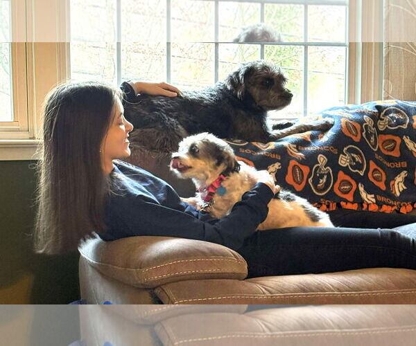 Medium Photo #7 Shih Tzu-Unknown Mix Puppy For Sale in Boonton, NJ, USA