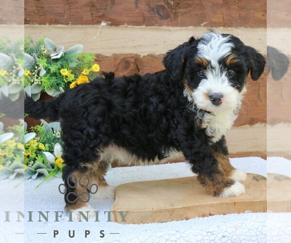 Medium Photo #2 Bernedoodle (Miniature) Puppy For Sale in NARVON, PA, USA