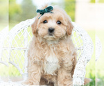 Small #5 Maltipoo (Toy)