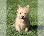 Small Photo #5 Cairn Terrier Puppy For Sale in FREDERICKSBG, OH, USA