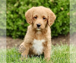 Miniature Labradoodle Puppy for sale in STRASBURG, PA, USA
