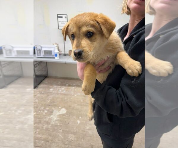 Medium Photo #1 Mutt Puppy For Sale in Calgary, Alberta, Canada