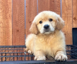 Golden Retriever Puppy for sale in WHITTIER, CA, USA
