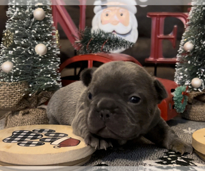 French Bulldog Puppy for sale in WYTHEVILLE, VA, USA