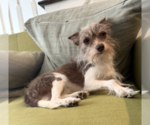 Small #2 Mutt
