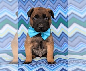 Malinois Puppy for sale in LANCASTER, PA, USA