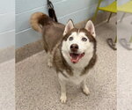 Small Siberian Husky