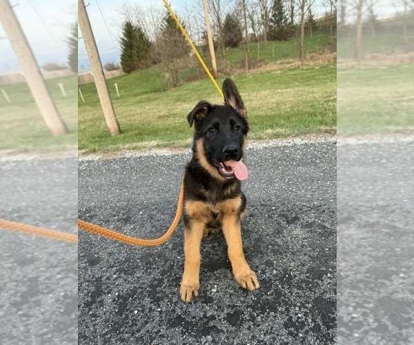 Medium Photo #1 German Shepherd Dog Puppy For Sale in NEWVILLE, PA, USA