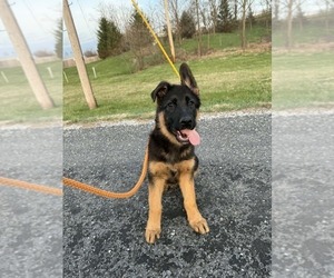 German Shepherd Dog Puppy for Sale in NEWVILLE, Pennsylvania USA