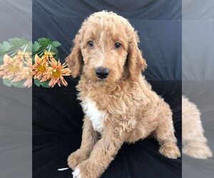 Goldendoodle-Poodle (Standard) Mix Puppy for sale in NARVON, PA, USA