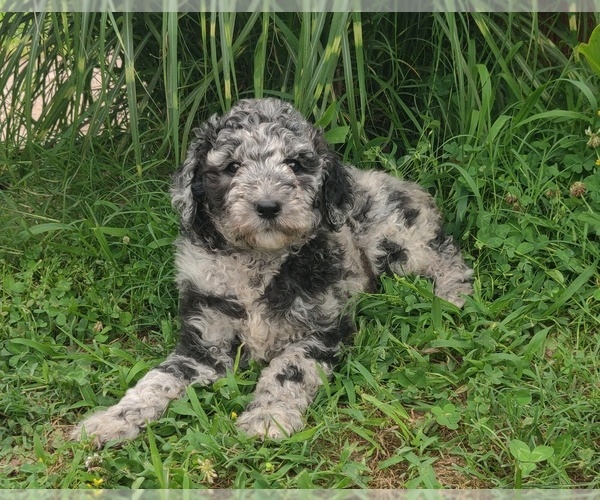 Medium Photo #7 Poodle (Standard) Puppy For Sale in COUCH, MO, USA