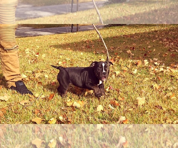 Medium Photo #16 Olde English Bulldogge Puppy For Sale in KANSAS CITY, MO, USA