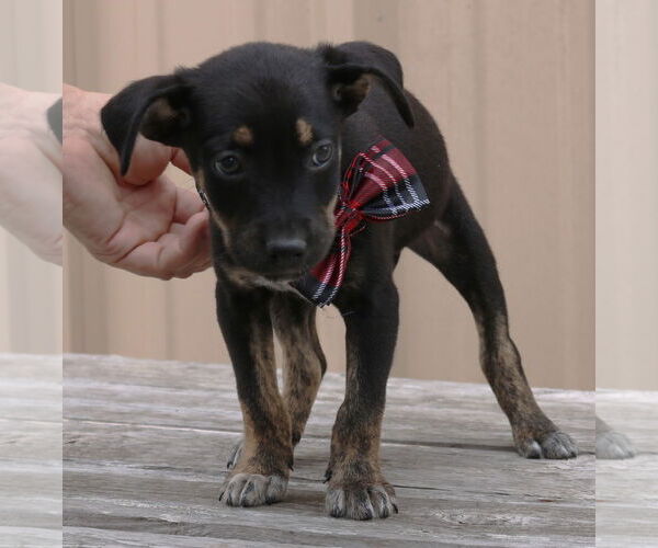 Medium Photo #3 Chihuahua-Unknown Mix Puppy For Sale in Bandera, TX, USA
