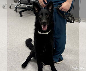German Shepherd Dog-Unknown Mix Dogs for adoption in Washington, DC, USA