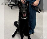 Small German Shepherd Dog Mix