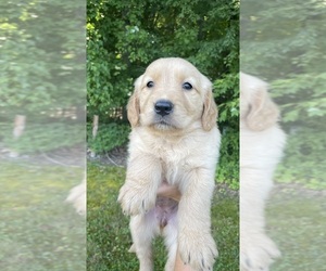 Golden Retriever Puppy for sale in PARKERSBURG, WV, USA