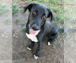 Small Labrador Retriever Mix