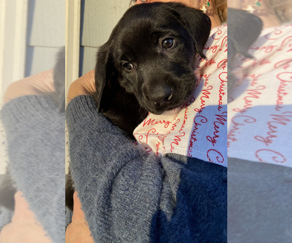 Medium Photo #9 Labrador Retriever Puppy For Sale in BREWSTER, WA, USA