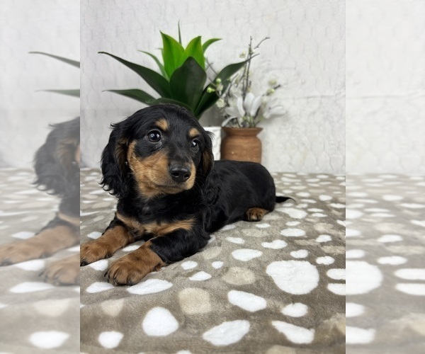 Medium Photo #3 Dachshund Puppy For Sale in INDIANAPOLIS, IN, USA