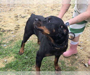 Gunther - Male Rottweiler Dog for Adoption - Photo #2