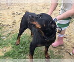 Small #1 Rottweiler