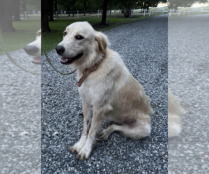 Golden Retriever Dogs for adoption in McKinney, TX, USA