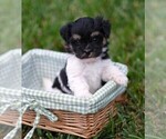 Small Photo #2 Havanese Puppy For Sale in THREE RIVERS, MI, USA