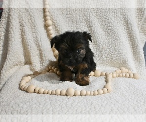 Yorkshire Terrier Puppy for sale in BALTIC, OH, USA