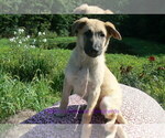 Small #1 German Shepherd Dog