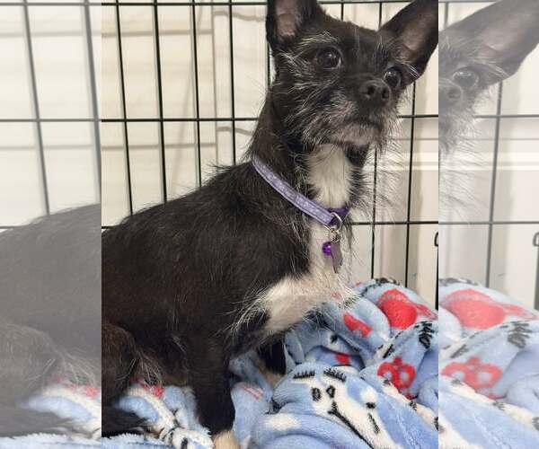 Medium Photo #3 Chihuahua-Unknown Mix Puppy For Sale in Spring Lake, NC, USA