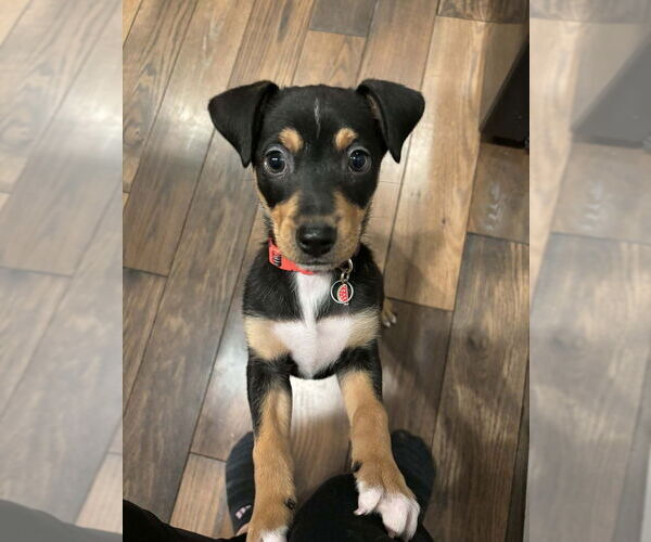 Medium Photo #3 Australian Shepherd-Unknown Mix Puppy For Sale in Springdale, PA, USA