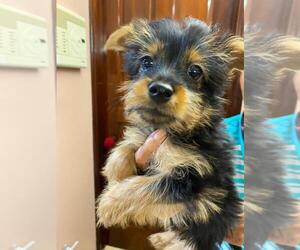 Silky Terrier Puppy for sale in MILILANI, HI, USA