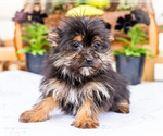 Puppy Idnia Yoranian