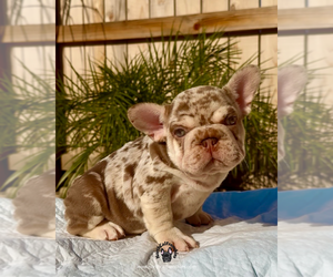 French Bulldog Puppy for Sale in SACRAMENTO, California USA