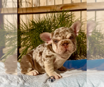 Image preview for Ad Listing. Nickname: Coco