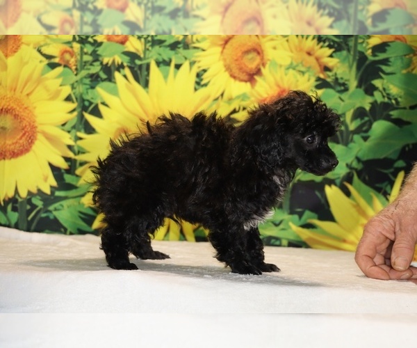 Medium Photo #16 Poodle (Toy) Puppy For Sale in DYERSBURG, TN, USA