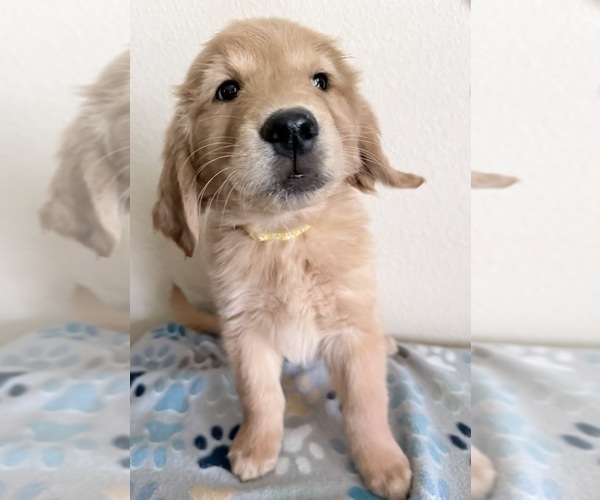 Medium Photo #7 Golden Retriever Puppy For Sale in PORTALES, NM, USA