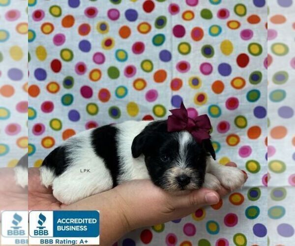 Medium Photo #1 Schnauzer (Miniature) Puppy For Sale in WINNSBORO, LA, USA