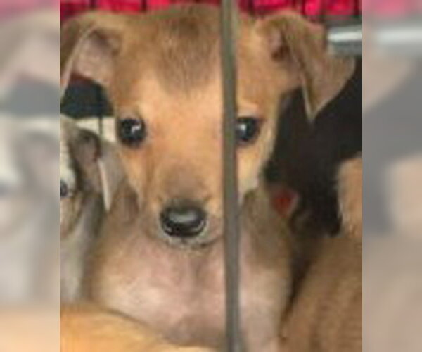 Medium Photo #1 Aussiedox Puppy For Sale in Frankenmuth, MI, USA