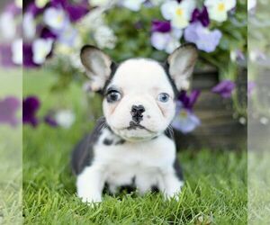French Bulldog Puppy for sale in RONKS, PA, USA