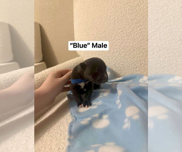 Medium Photo #4 Great Dane-Siberian Husky Mix Puppy For Sale in Bullard, TX, USA