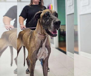 Great Dane Dogs for adoption in Bullard, TX, USA