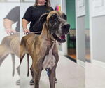 Small Great Dane