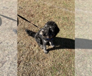 Aussiedoodle Puppy for sale in FAYETTEVILLE, NC, USA