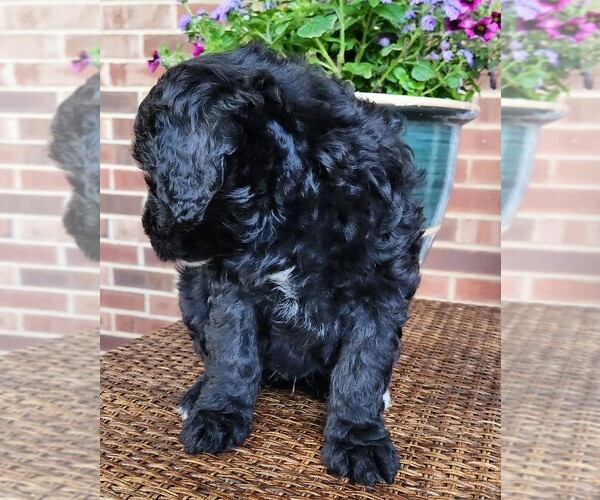 Medium Photo #6 Aussiedoodle Puppy For Sale in COLUMBIA, TN, USA