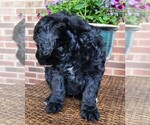 Small #5 Aussiedoodle