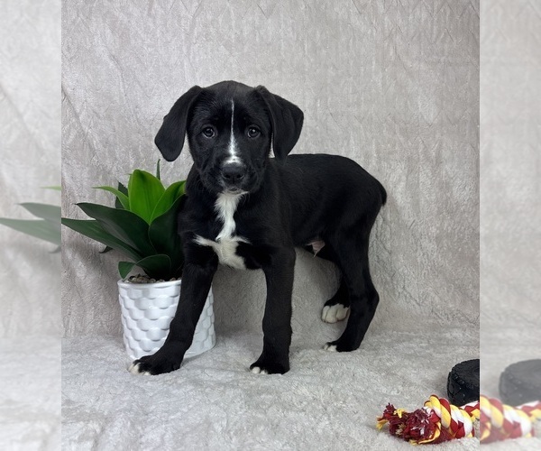 Medium Photo #1 Boxador Puppy For Sale in FRANKLIN, IN, USA