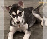 Small #15 Siberian Husky Mix